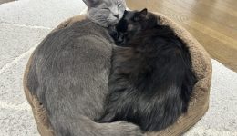 うちの猫、ジャムとニーナ♪
